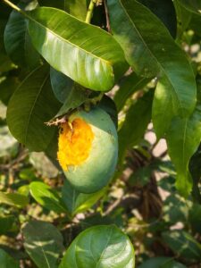 If nature taste it first…..you know it’s a best🥭Bird review--10-10 😋🤤#devgadhapus #explorepag